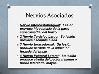 Nervios Asociados
O Nervio Intercostobraquial: Lesión
provoca hipoestesia de la parte
superomedial del brazo.
O 2.Nervio Torácico Largo: Su lesión
provoca escápula alada.
O 3.Nervio toracodorsal: Su lesión
produce pérdida de la aducción
forzada del brazo
O 4.Nervio Pectoral Lateral: Su lesión
produce atrofia del pectoral menor y
borde lateral del mayor.
 