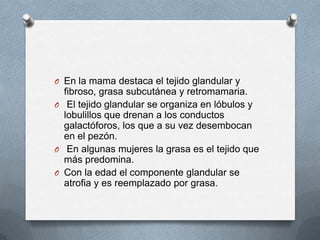 O En la mama destaca el tejido glandular y
fibroso, grasa subcutánea y retromamaria.
O El tejido glandular se organiza en lóbulos y
lobulillos que drenan a los conductos
galactóforos, los que a su vez desembocan
en el pezón.
O En algunas mujeres la grasa es el tejido que
más predomina.
O Con la edad el componente glandular se
atrofia y es reemplazado por grasa.
 