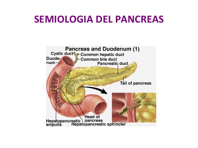 Sintomas Del Pancreas Related Keywords - Sintomas Del Sintomas Del Pancreas Related Keywords - Sintomas Del