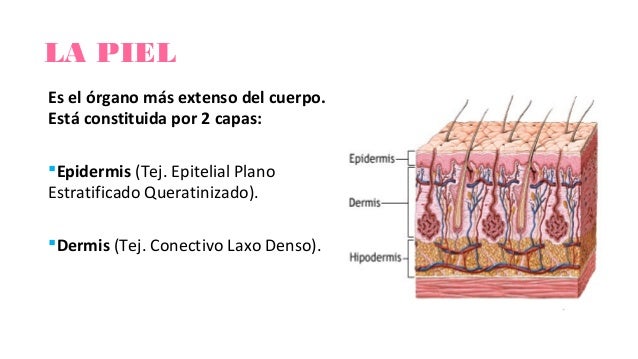 SEMIOLOGIA DE LA PIEL Y ANEXOS EBOOK SEMIOLOGIA DE LA PIEL Y ANEXOS EBOOK
