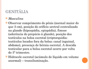 GENITÁLIA
 Masculina
 Observar comprimento do pênis (normal maior do
que 3 cm), posição do orifício uretral centralizado
na glande (hipospádia, epispádia), fimose
(aderência do prepúcio à glande), posição dos
testículos na bolsa escrotal (criptorquidia:
testículos locados fora da bolsa: canal inguinal,
abdome), presença de hérnia escrotal. A descida
testicular para a bolsa escrotal ocorre por volta
do 3º trimestre.
 Hidrocele escrotal (acúmulo de líquido em volume
anormal) – transiluminação.  
 