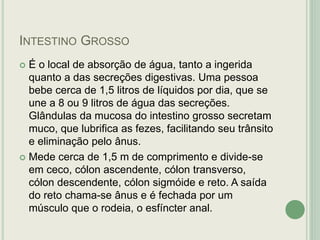INTESTINO GROSSO
 É o local de absorção de água, tanto a ingerida
quanto a das secreções digestivas. Uma pessoa
bebe cerca de 1,5 litros de líquidos por dia, que se
une a 8 ou 9 litros de água das secreções.
Glândulas da mucosa do intestino grosso secretam
muco, que lubrifica as fezes, facilitando seu trânsito
e eliminação pelo ânus.
 Mede cerca de 1,5 m de comprimento e divide-se
em ceco, cólon ascendente, cólon transverso,
cólon descendente, cólon sigmóide e reto. A saída
do reto chama-se ânus e é fechada por um
músculo que o rodeia, o esfíncter anal.
 