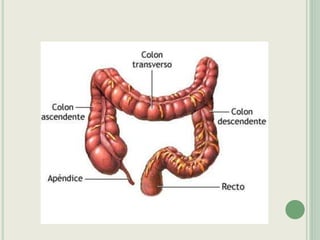 Semiologia do Sistema Digestivo. basicappt