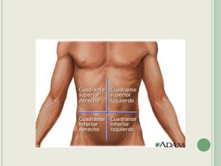 Semiologia do Sistema Digestivo. basicappt