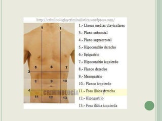 Semiologia do Sistema Digestivo. basicappt