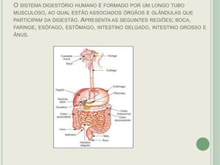 O SISTEMA DIGESTÓRIO HUMANO É FORMADO POR UM LONGO TUBO
MUSCULOSO, AO QUAL ESTÃO ASSOCIADOS ÓRGÃOS E GLÂNDULAS QUE
PARTICIPAM DA DIGESTÃO. APRESENTA AS SEGUINTES REGIÕES; BOCA,
FARINGE, ESÔFAGO, ESTÔMAGO, INTESTINO DELGADO, INTESTINO GROSSO E
ÂNUS.
 