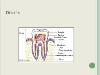 DENTES
 