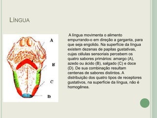 LÍNGUA
A língua movimenta o alimento
empurrando-o em direção a garganta, para
que seja engolido. Na superfície da língua
existem dezenas de papilas gustativas,
cujas células sensoriais percebem os
quatro sabores primários: amargo (A),
azedo ou ácido (B), salgado (C) e doce
(D). De sua combinação resultam
centenas de sabores distintos. A
distribuição dos quatro tipos de receptores
gustativos, na superfície da língua, não é
homogênea.
 