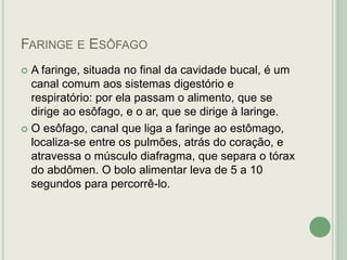 FARINGE E ESÔFAGO
 A faringe, situada no final da cavidade bucal, é um
canal comum aos sistemas digestório e
respiratório: por ela passam o alimento, que se
dirige ao esôfago, e o ar, que se dirige à laringe.
 O esôfago, canal que liga a faringe ao estômago,
localiza-se entre os pulmões, atrás do coração, e
atravessa o músculo diafragma, que separa o tórax
do abdômen. O bolo alimentar leva de 5 a 10
segundos para percorrê-lo.
 