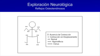 Exploración Neurológica
Reflejos Osteotendinosos
 
