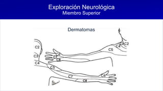 Exploración Neurológica
Miembro Superior
Dermatomas
 