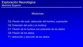 C5: Flexión del codo, abducción del hombro, supinación
C6: Extensión del codo y la muñeca
C7: Flexión de la muñeca con extensión de los dedos
C8: Flexión de los dedos
T1: abducción y aducción de los dedos
Miotomas
Exploración Neurológica
Miembro Superior
 
