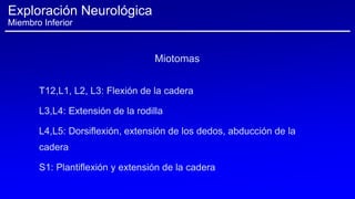 T12,L1, L2, L3: Flexión de la cadera
L3,L4: Extensión de la rodilla
L4,L5: Dorsiflexión, extensión de los dedos, abducción de la
cadera
S1: Plantiflexión y extensión de la cadera
Exploración Neurológica
Miembro Inferior
Miotomas
 