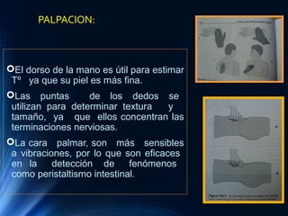 PALPACION:
El dorso de la mano es útil para estimar
Tº ya que su piel es más fina.
Las puntas de los dedos se
utilizan para determinar textura y
tamaño, ya que ellos concentran las
terminaciones nerviosas.
La cara palmar, son más sensibles
a vibraciones, por lo que son eficaces
en la detección de fenómenos
como peristaltismo intestinal.
 