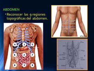 ABDOMEN
•Reconocer las 9 regiones
topográficas del abdomen.
 