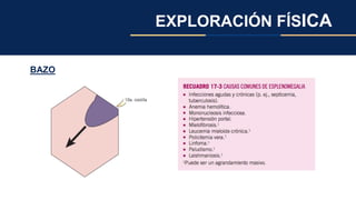 EXPLORACIÓN FÍSICA
BAZO
 