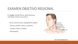 EXAMEN OBJETIVO REGIONAL
2.- Cuello, tamaño forma, deformaciones,
movilidad, relieves musculares.
-Venas, pulso venoso, ingurgitación yugular.
- Arterias, latidos, soplos, caracteres.
- Laringe, tráquea, tiroides.
- Adenopatías.
Dr. Fernando Bonilla V.
 
