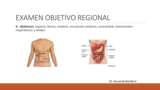 EXAMEN OBJETIVO REGIONAL
4.- Abdomen, aspecto, forma, simetría, circulación colateral, concavidad, movimientos
respiratorios y latidos.
Dr. Fernando Bonilla V.
 