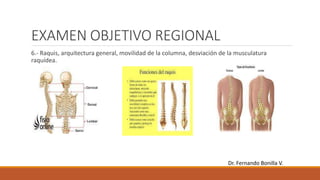 EXAMEN OBJETIVO REGIONAL
6.- Raquis, arquitectura general, movilidad de la columna, desviación de la musculatura
raquídea.
Dr. Fernando Bonilla V.
 