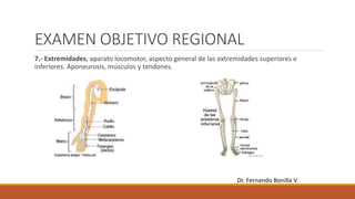 EXAMEN OBJETIVO REGIONAL
7.- Extremidades, aparato locomotor, aspecto general de las extremidades superiores e
inferiores. Aponeurosis, músculos y tendones.
Dr. Fernando Bonilla V.
 
