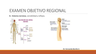EXAMEN OBJETIVO REGIONAL
8.- Sistema nervioso, sensibilidad y reflejos.
Dr. Fernando Bonilla V.
 