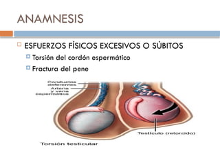 ANAMNESIS
 ESFUERZOS FÍSICOS EXCESIVOS O SÚBITOS
 Torsión del cordón espermático
 Fractura del pene
 