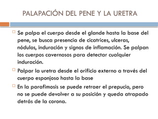 PALAPACIÓN DEL PENE Y LA URETRA
 Se palpa el cuerpo desde el glande hasta la base del
pene, se busca presencia de cicatrices, ulceras,
nódulos, induración y signos de inflamación. Se palpan
los cuerpos cavernosos para detectar cualquier
induración.
 Palpar la uretra desde el orificio externo a través del
cuerpo esponjoso hasta la base
 En la parafimosis se puede retraer el prepucio, pero
no se puede devolver a su posición y queda atrapado
detrás de la corona.
 