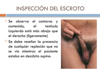 INSPECCIÓN DEL ESCROTO
 Se observa el contorno y
contenido, el testículo
izquierdo está más abajo que
el derecho (ligeramente)
 Se debe reseñar la presencia
de cualquier repleción que no
se vio mientras el paciente
estaba en decúbito supino.
 