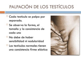 PALPACIÓN DE LOS TESTÍCULOS
 Cada testículo se palpa por
separado.
 Se observa la forma, el
tamaño y la consistencia de
cada uno
 No debe de haber
sensibilidad ni nodularidad
 Los testículos normales tienen
una consistencia firme elástica
 
