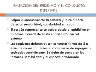 PALPACIÓN DEL EPIDÍDIMO Y EL CONDUCTO
DEFERENTE
 Palpar cuidadosamente la cabeza y la cola para
detectar sensibilidad, nodularidad y masas.
 El cordón espermático se palpa desde el epidídimo en
dirección ascendente hasta el anillo abdominal
externo
 Los conductos deferentes son conductos firmes de 2 a
4mm de diámetro. Tienen la consistencia de espaguetis
cocinados parcialmente. Se debe de comparar los
tamaños, sensibilidad y el aspecto arrosariado
 
