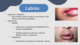 Labio Reposo SEMIOLOGiA DE LA NARIZ, BOCA Y GARGANTA. | PPTX