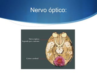 Nervo óptico:
 
