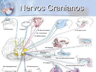 Nervos CranianosNervos Cranianos
 