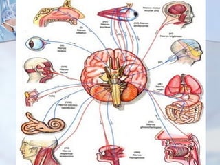 Semiologia nervous cranianes final