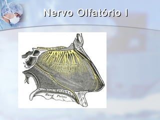 Nervo Olfatório INervo Olfatório I
 