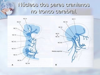 Núcleos dos pares cranianosNúcleos dos pares cranianos
no tronco cerebral.no tronco cerebral.
 