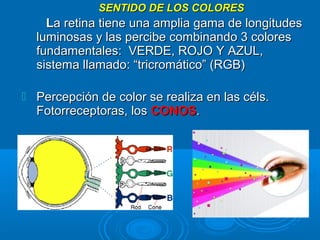SENTIDO DE LOS COLORESSENTIDO DE LOS COLORES
LLa retina tiene una amplia gama de longitudesa retina tiene una amplia gama de longitudes
luminosas y las percibe combinando 3 coloresluminosas y las percibe combinando 3 colores
fundamentales: VERDE, ROJO Y AZUL,fundamentales: VERDE, ROJO Y AZUL,
sistema llamado: “tricromático” (RGB)sistema llamado: “tricromático” (RGB)
 Percepción de color se realiza en las céls.Percepción de color se realiza en las céls.
Fotorreceptoras, losFotorreceptoras, los CONOSCONOS..
 