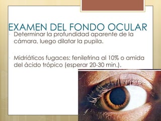 EXAMEN DEL FONDO OCULAR
 Determinar la profundidad aparente de la
 cámara, luego dilatar la pupila.

 Midriáticos fugaces: fenilefrina al 10% o amida
 del ácido trópico (esperar 20-30 min.).
 
