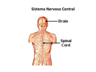 Sistema Nervoso Central
 