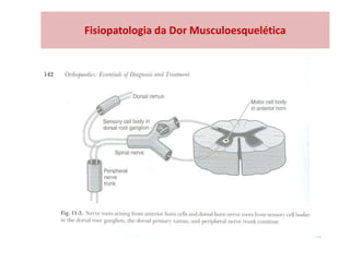 Fisiopatologia da Dor Musculoesquelética
 