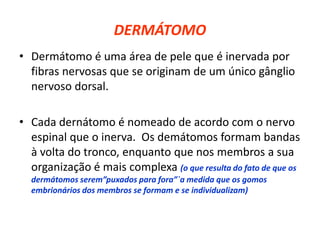 DERMÁTOMO
• Dermátomo é uma área de pele que é inervada por
fibras nervosas que se originam de um único gânglio
nervoso dorsal.
• Cada dernátomo é nomeado de acordo com o nervo
espinal que o inerva. Os demátomos formam bandas
à volta do tronco, enquanto que nos membros a sua
organização é mais complexa (o que resulta do fato de que os
dermátomos serem”puxados para fora”`a medida que os gomos
embrionários dos membros se formam e se individualizam)
 