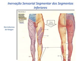 Inervação Sensorial Segmentar dos Segmentos
Inferiores
Dermátomos
de Keegan
 