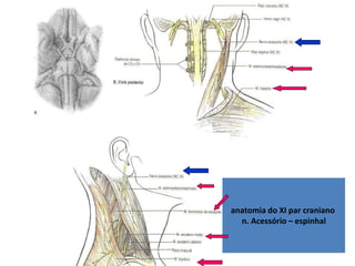 anatomia do XI par craniano
n. Acessório – espinhal
 