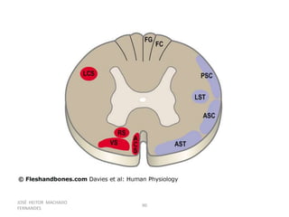 JOSÉ HEITOR MACHADO
FERNANDES
90
 