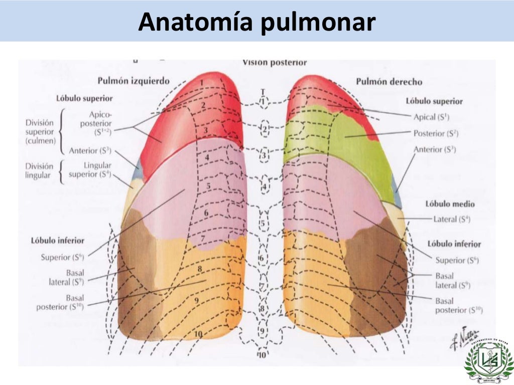 Semiologia pulmonar