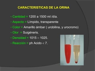 CARACTERISTICAS DE LA ORINA
- Cantidad = 1200 a 1500 ml /día.
- Aspecto = Límpido, transparente
- Color = Amarillo ámbar ( urobilina, y urocromo)
- Olor = Suigéneris.
- Densidad = 1015 – 1025.
- Reacción = ph Acido < 7.
