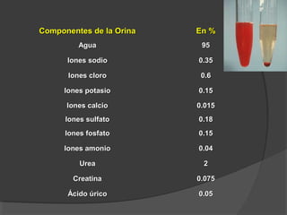 Componentes de la OrinaComponentes de la Orina En %En %
AguaAgua 9595
Iones sodioIones sodio 0.350.35
Iones cloroIones cloro 0.60.6
Iones potasioIones potasio 0.150.15
Iones calcioIones calcio 0.0150.015
Iones sulfatoIones sulfato 0.180.18
Iones fosfatoIones fosfato 0.150.15
Iones amonioIones amonio 0.040.04
UreaUrea 22
CreatinaCreatina 0.0750.075
Ácido úricoÁcido úrico 0.050.05