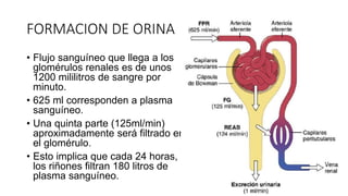FORMACION DE ORINA
• Flujo sanguíneo que llega a los
glomérulos renales es de unos
1200 mililitros de sangre por
minuto.
• 625 ml corresponden a plasma
sanguíneo.
• Una quinta parte (125ml/min)
aproximadamente será filtrado en
el glomérulo.
• Esto implica que cada 24 horas,
los riñones filtran 180 litros de
plasma sanguíneo.
 