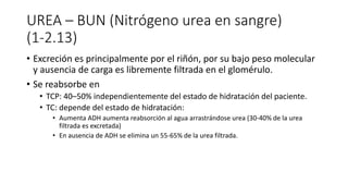 UREA – BUN (Nitrógeno urea en sangre)
(1-2.13)
• Excreción es principalmente por el riñón, por su bajo peso molecular
y ausencia de carga es libremente filtrada en el glomérulo.
• Se reabsorbe en
• TCP: 40–50% independientemente del estado de hidratación del paciente.
• TC: depende del estado de hidratación:
• Aumenta ADH aumenta reabsorción al agua arrastrándose urea (30-40% de la urea
filtrada es excretada)
• En ausencia de ADH se elimina un 55-65% de la urea filtrada.
 