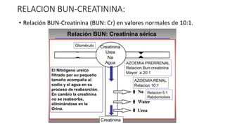 RELACION BUN-CREATININA:
• Relación BUN-Creatinina (BUN: Cr) en valores normales de 10:1.
 